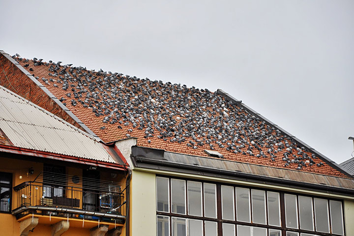 A2B Pest Control are able to install spikes to deter birds from roofs in Oundle. 