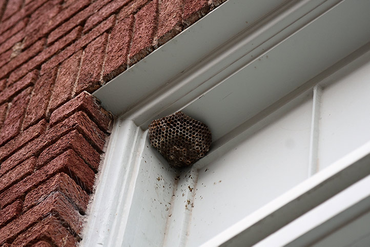 We provide a wasp nest removal service for domestic and commercial properties in Oundle.